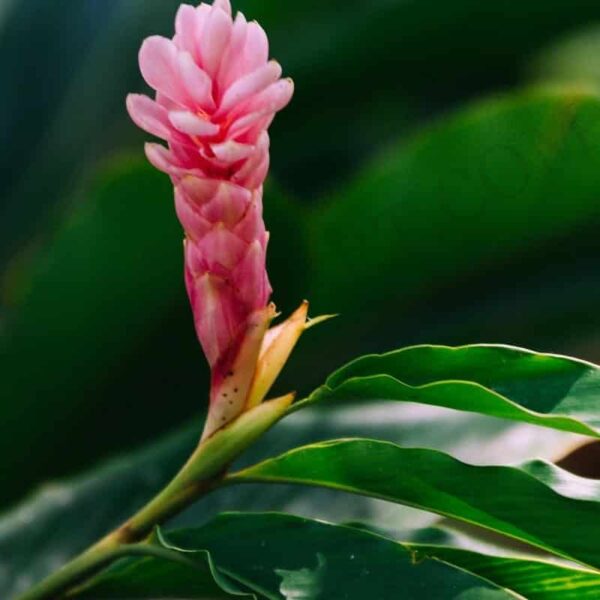 Ginger lily essential oil