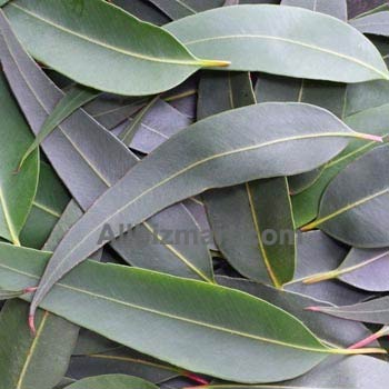 eucalyptus essential oil