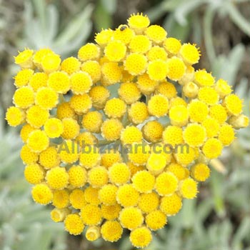 helichrysum essential oil