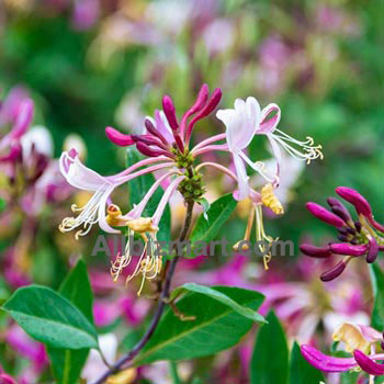 honeysuckle essential oil