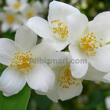 jasmine essential oil