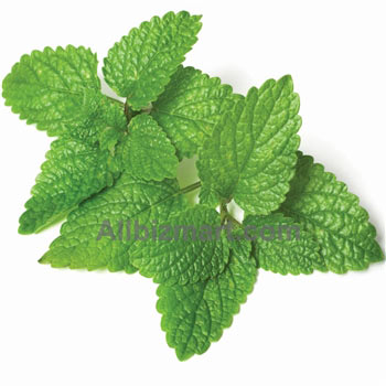 lemon balm essential oil