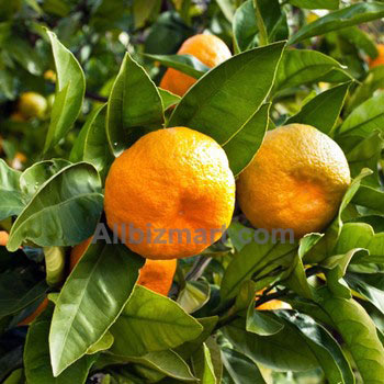 mandarin essential oil