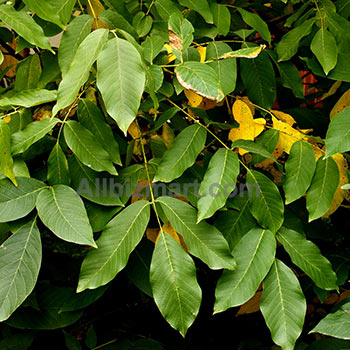 peru balsam essential oil