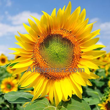 sunflower oil