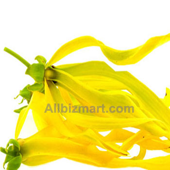 ylang ylang essential oil