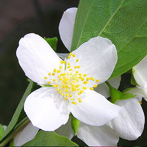 Jasmine grandiflorum attar