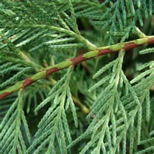 Cypress floral water