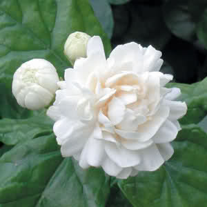 Mogra floral water