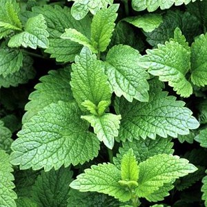 Organic Melissa Essential Oil