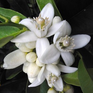 Organic Neroli Essential Oil
