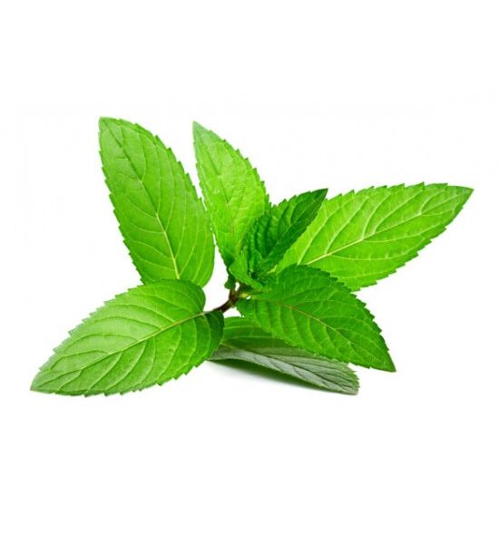 Organic Peppermint Essential Oil