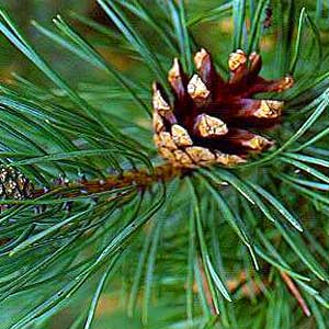Pine floral water