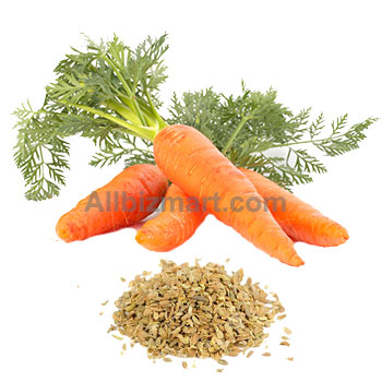 organic carrot seed oil