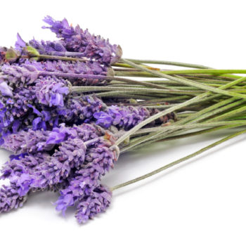Lavender fragrance oil