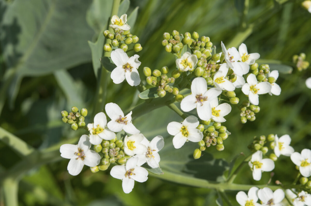 Sea kale white flowers