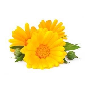 Calendula absolute