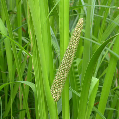 Calamus Root Essential Oil Suppliers