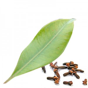 Clove Leaf Essential Oil Suppliers