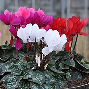 Cyclamen Essential Oil Suppliers