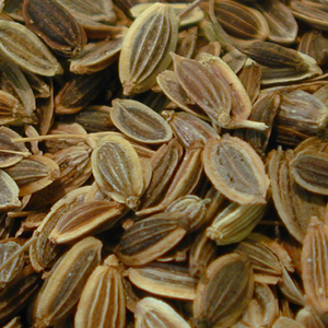 Dill Seed Essential Oil Suppliers