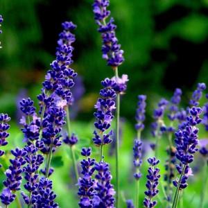 Lavender Bulgaria Essential Oil Suppliers