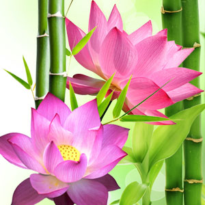 Lotus Flower Essential Oil Suppliers