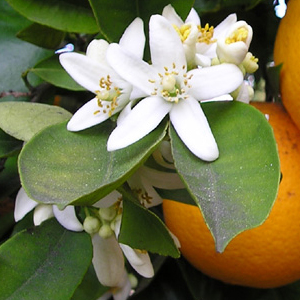 Orange Blossom Flower Oil Suppliers