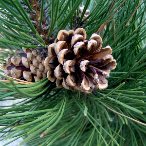 Pine Needle Essential Oil Suppliers
