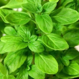 sweet marjoram essential oil suppliers