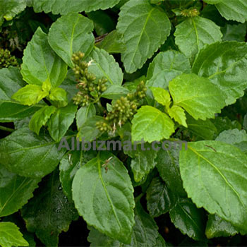 organic patchouli Indonesia essential oil