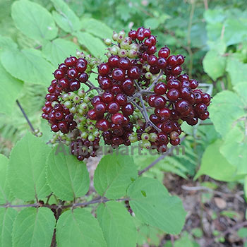 organic spikenard oil