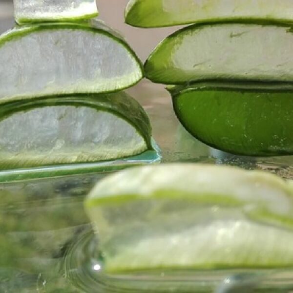 Aloe vera infused oil