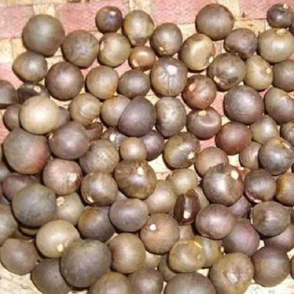 Camellia seed oil