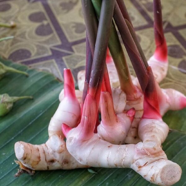 Galangal oil