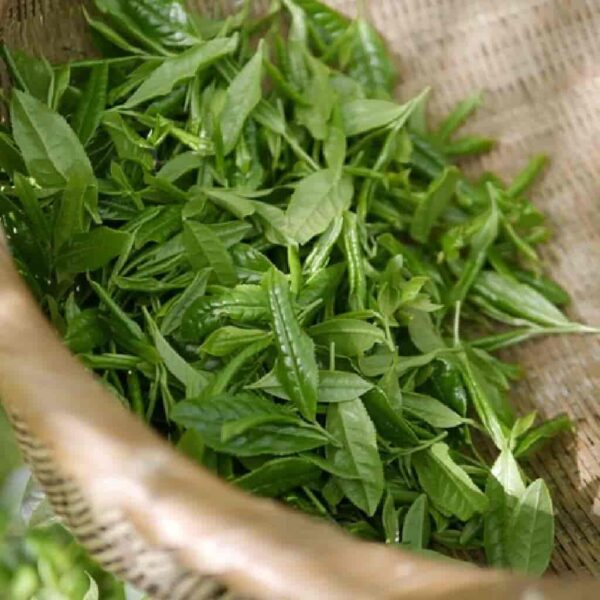 Green tea fragrance oil