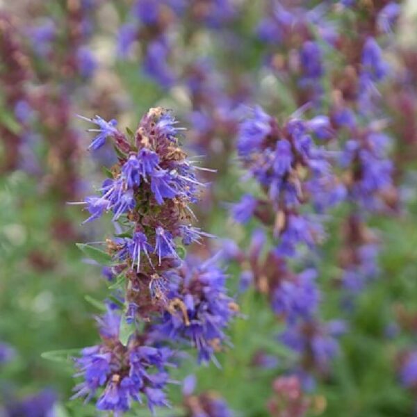 Hyssop oil