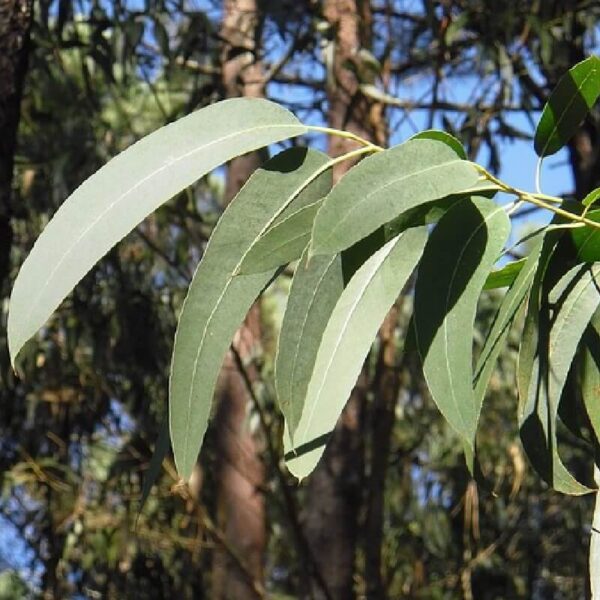 Lemon eucalyptus oil