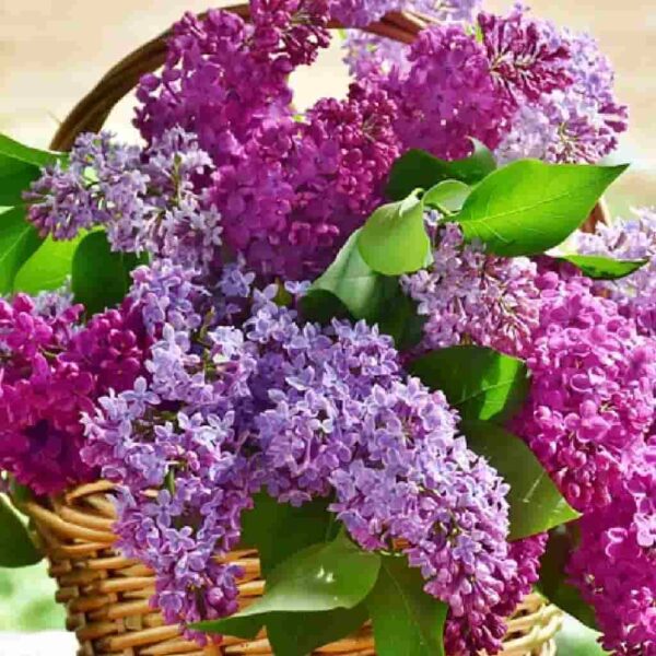 Lilac flower oil