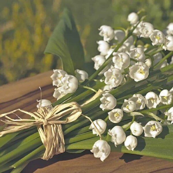 Muguet oil
