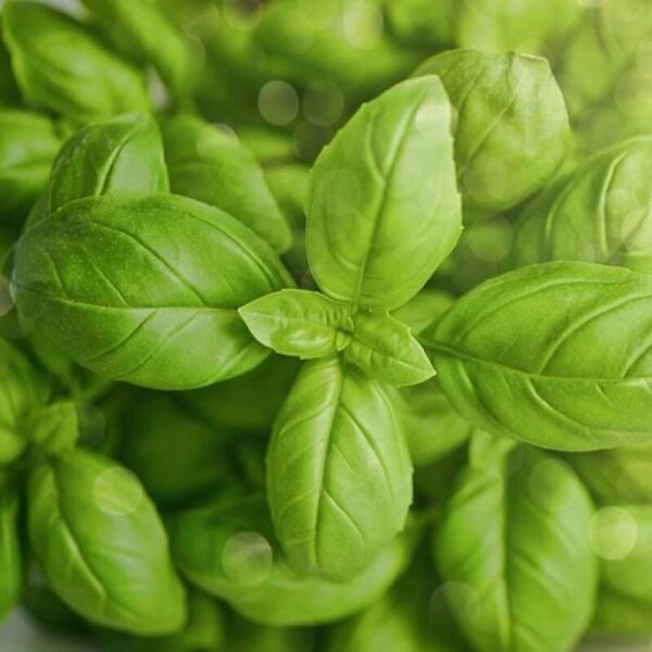 Organic basil(sweet) oil