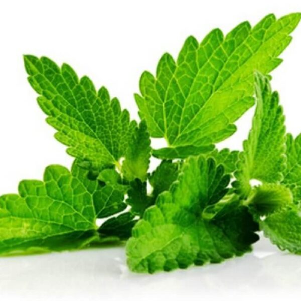 Organic patchouli indian essential oil