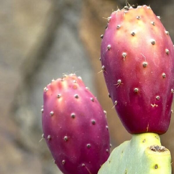 Prickly pear oil