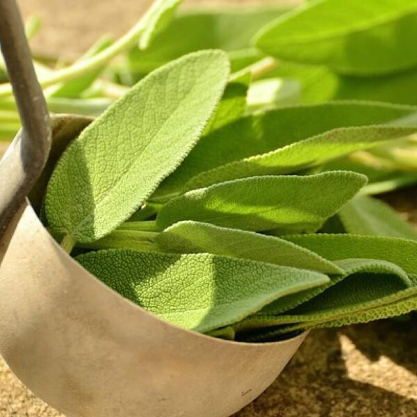 Sage (india) oil