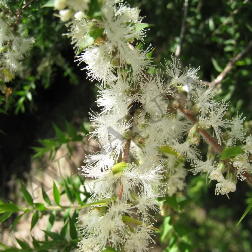 Buy kunzea oil