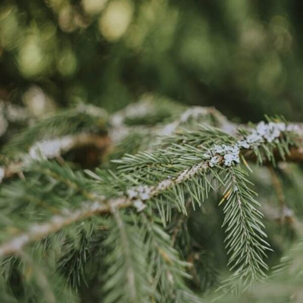Spruce oil