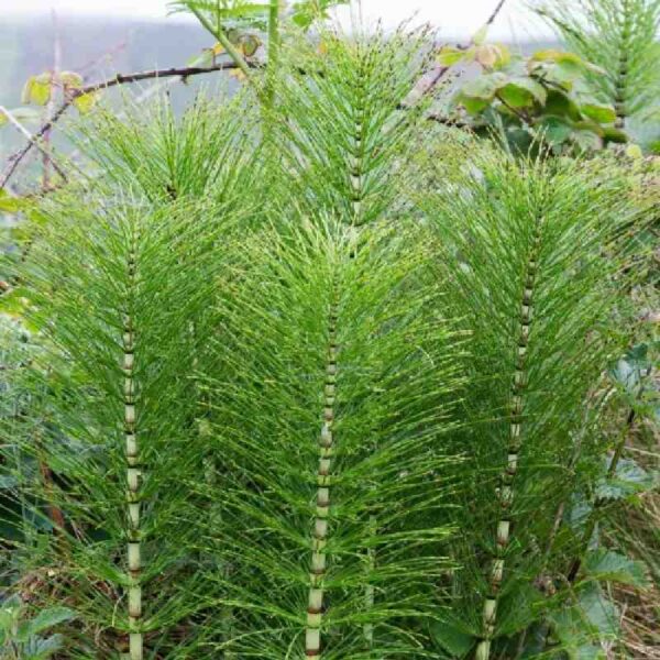 Buy horsetail essential oil