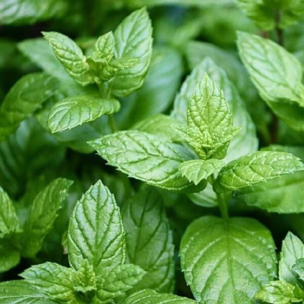 Buy peppermint co2 extract oil