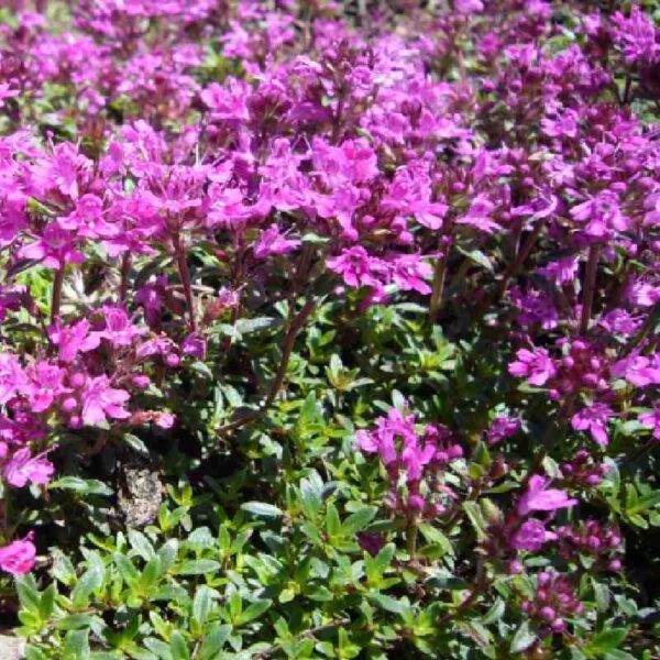 Buy thyme red essential oil