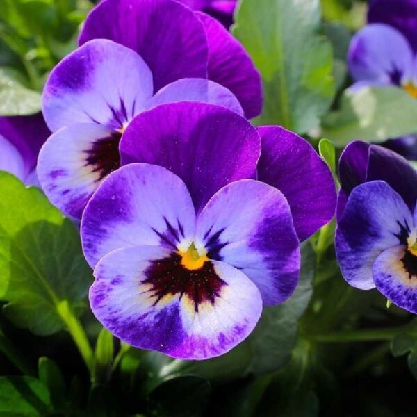 Buy violet essential oil